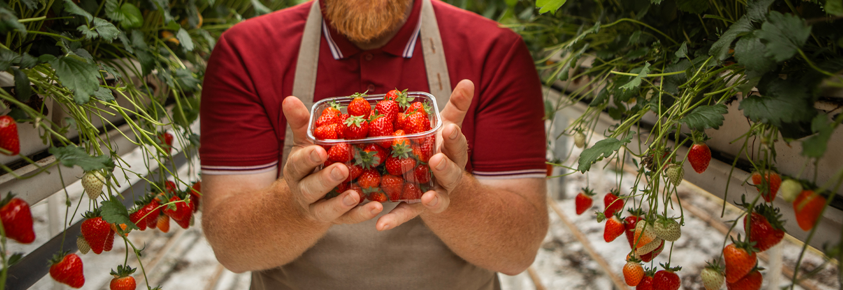 Medewerker Aardbeien