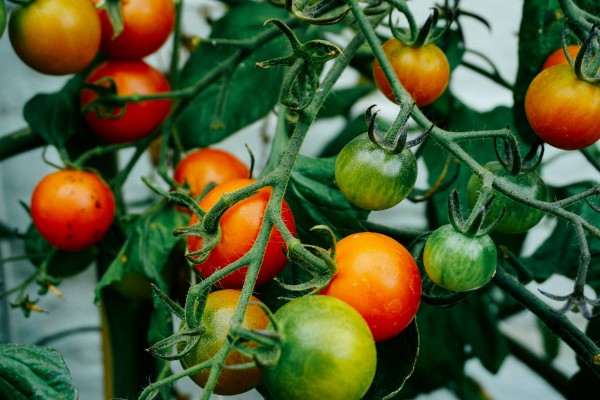 Employee tomatoes