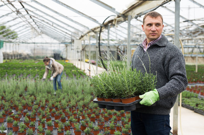 Working with potted flowers