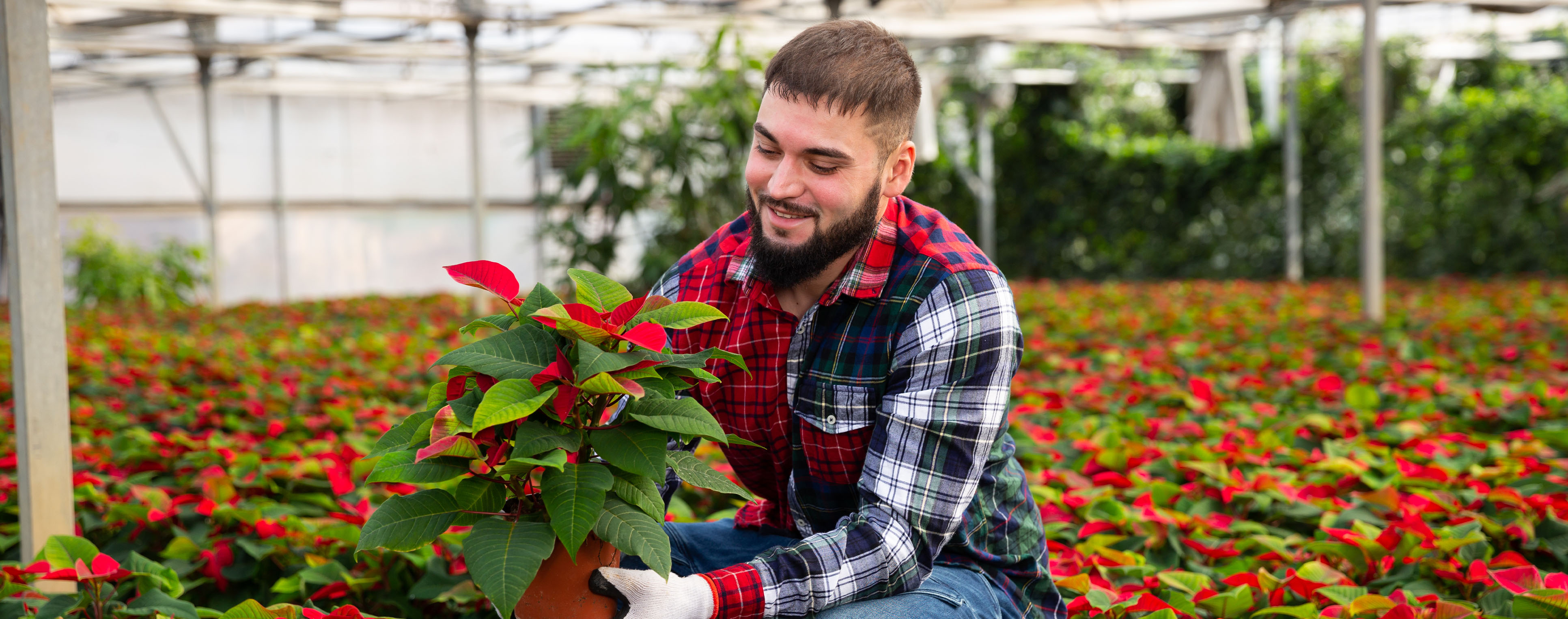 Lucrător Plante de Ghiveci Înflorite